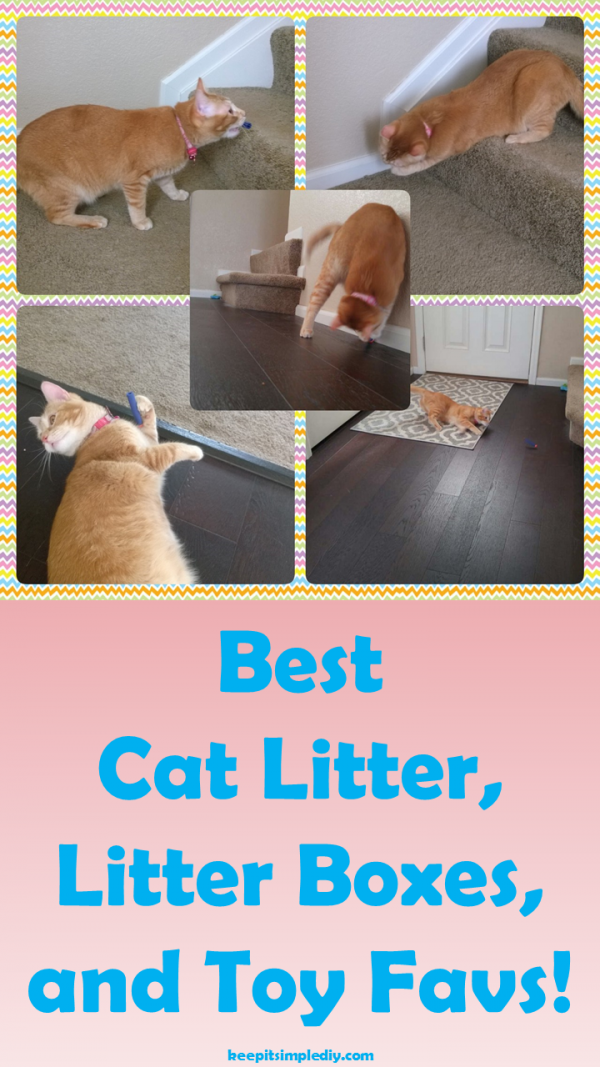 Best Cat Litter and Litter Boxes Keep it Simple, DIY